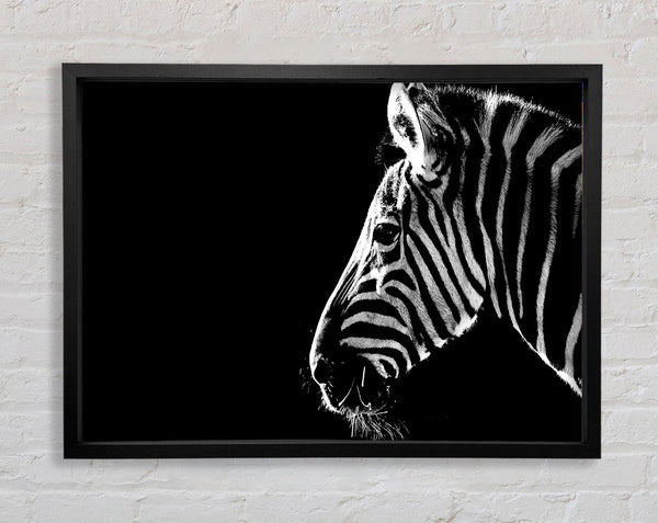 Zebra Whiskers Framed Print