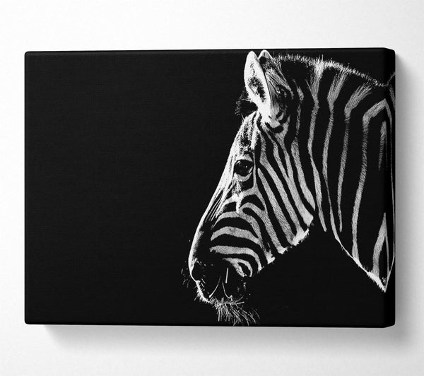  A Canvas Print of Zebra Whiskers Canvas Art