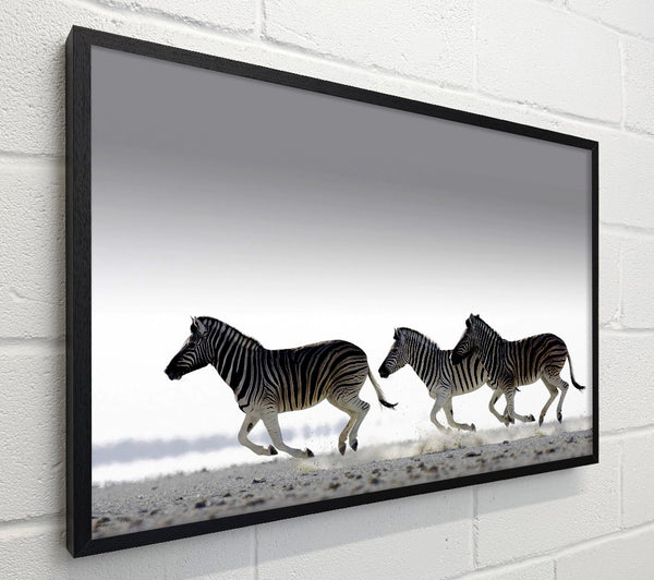 Zebras Ocean Running
