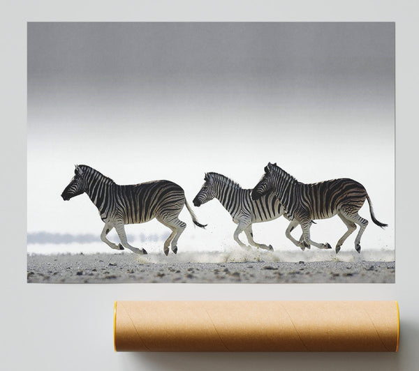 Zebras Ocean Running Poster