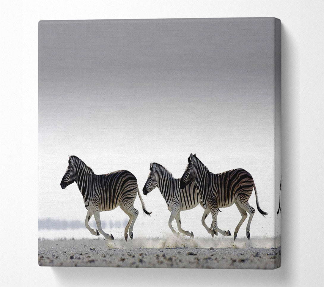 A Canvas Print of Zebras Ocean Running Canvas Art
