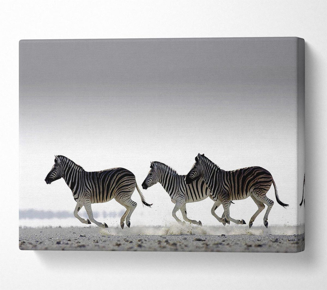  A Canvas Print of Zebras Ocean Running Canvas Art