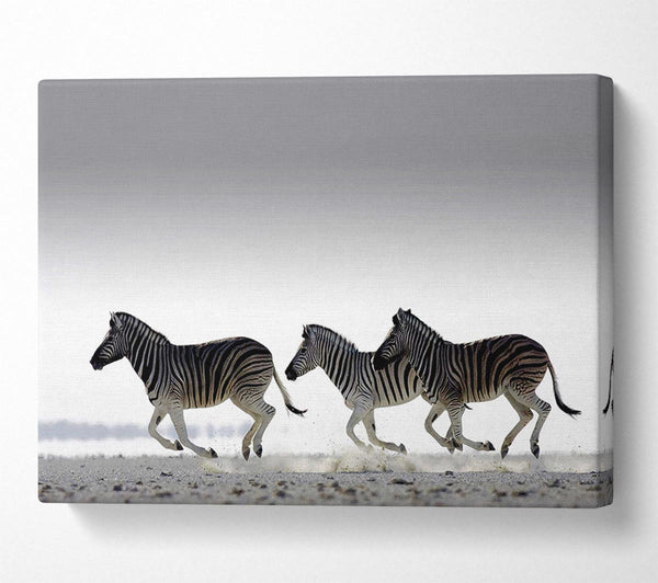  A Canvas Print of Zebras Ocean Running Canvas Art