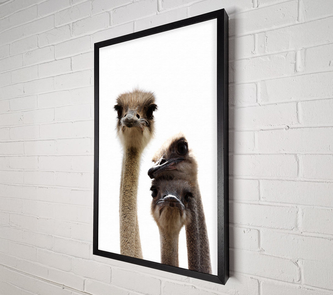  A Canvas Print of Ostrich Love Canvas Wall Art