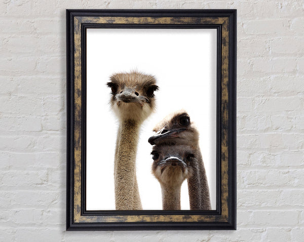 Ostrich Love Framed Print
