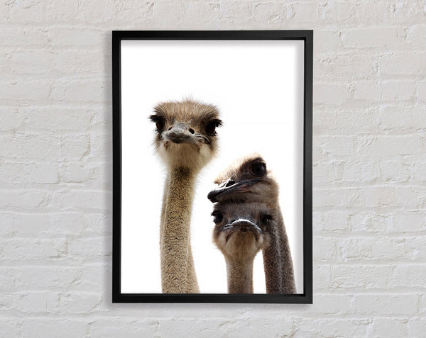Ostrich Love Framed Print