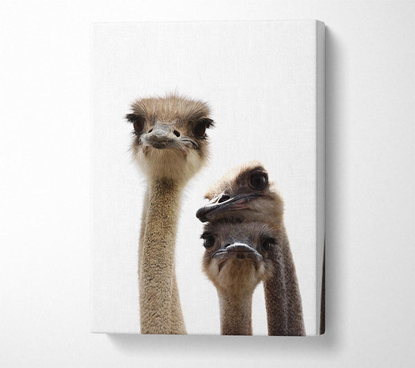  A Canvas Print of Ostrich Love Canvas Wall Art