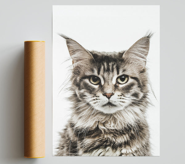 Cat Face Beauty Print