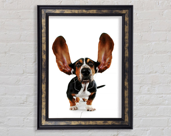 Basset Hound Music Framed Print
