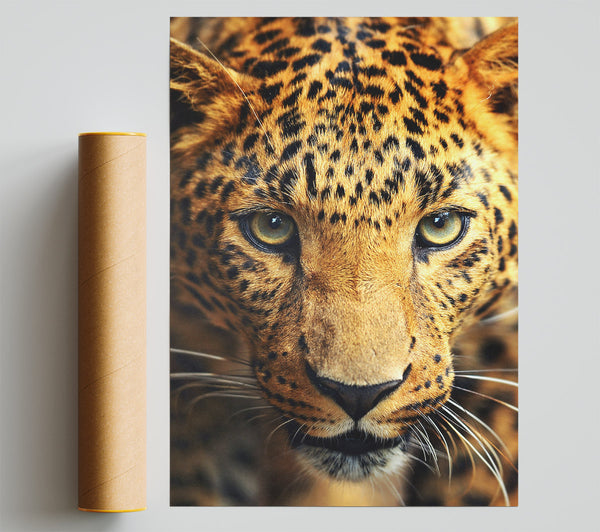 Leopard Stare Poster