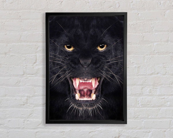 Panther Roar Framed Print