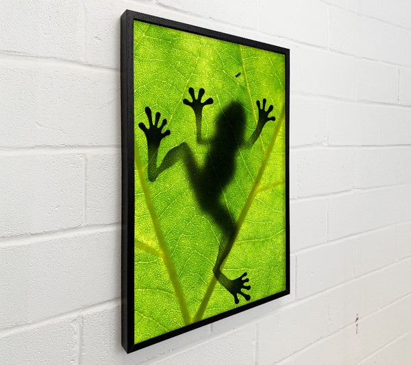 Frog Shadow