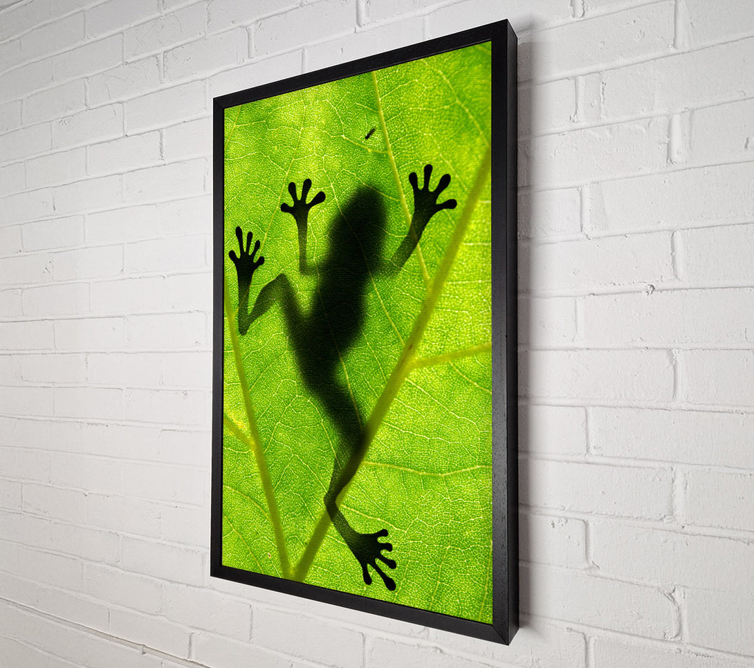  A Canvas Print of Frog Shadow Canvas Print