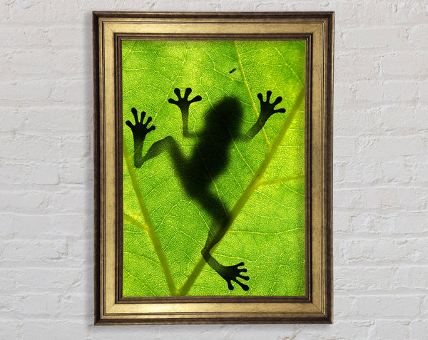 Frog Shadow Framed Print