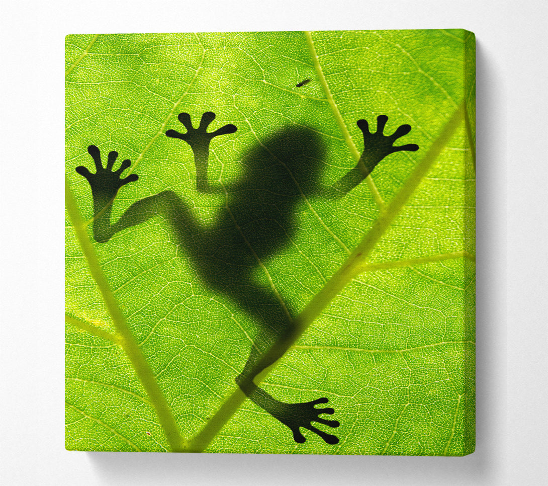  A Canvas Print of Frog Shadow Canvas Print