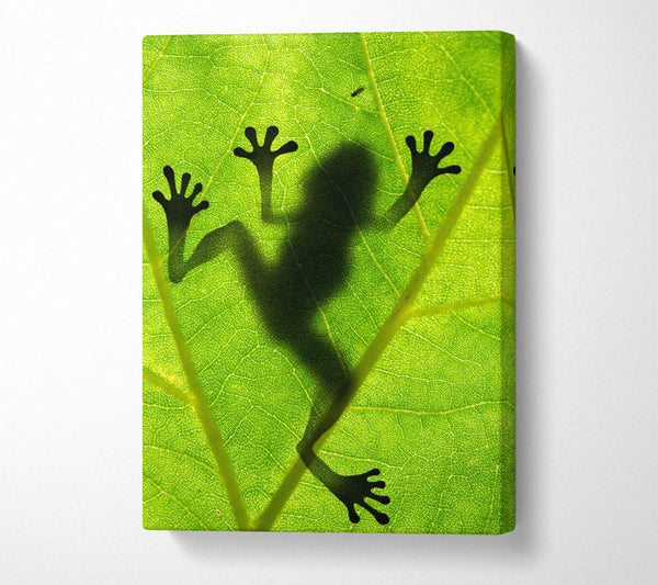  A Canvas Print of Frog Shadow Canvas Print