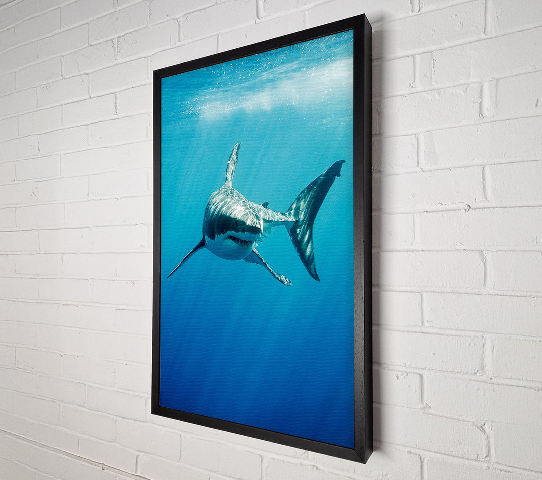  A Canvas Print of Shark Smile Canvas Art