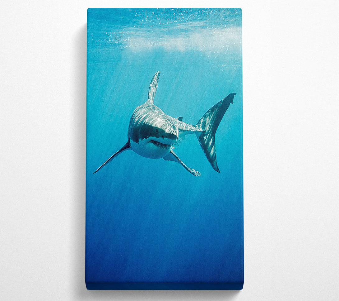  A Canvas Print of Shark Smile Canvas Art