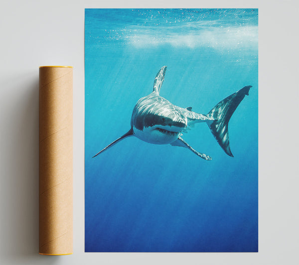 Shark Smile Poster