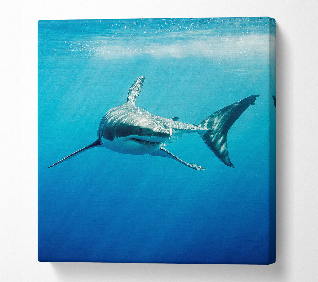  A Canvas Print of Shark Smile Canvas Art