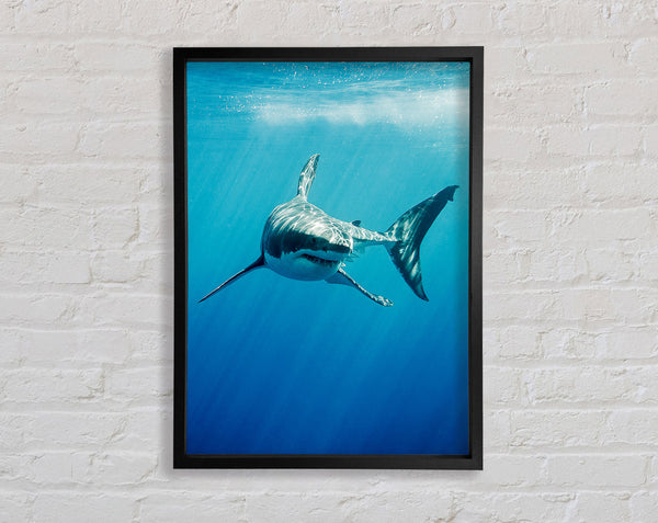 Shark Smile Framed Print