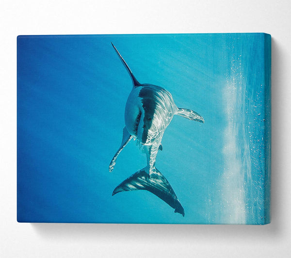  A Canvas Print of Shark Smile Canvas Art