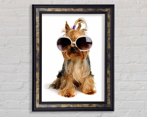 Yorkshire Terrier Dog Glamour Framed Print