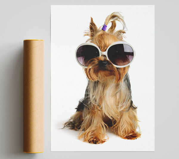 Yorkshire Terrier Dog Glamour Poster