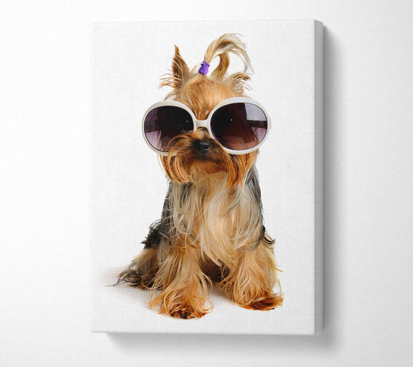  A Canvas Print of Yorkshire Terrier Dog Glamour Canvas Print