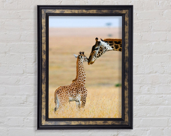 Baby Giraffe Love Framed Print