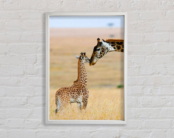 Baby Giraffe Love Framed Print