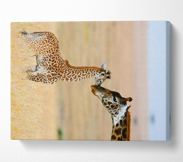  A Canvas Print of Baby Giraffe Love Canvas Print