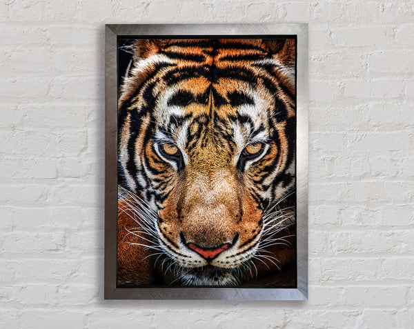 Beautiful Tiger Face Framed Print