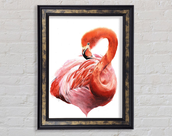 Flamingo Groom Framed Print