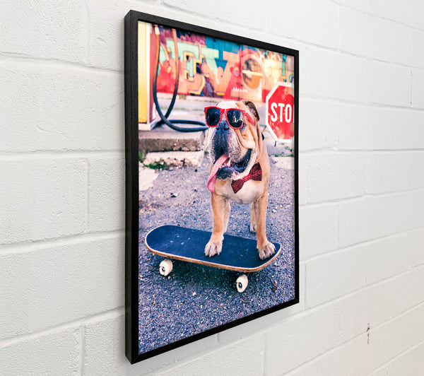 English Bulldog Skateboarding
