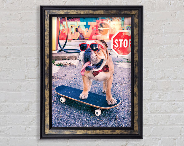 English Bulldog Skateboarding Framed Print