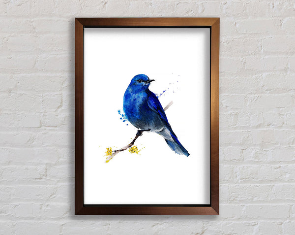 Bluebird On Apple Blossom Framed Print