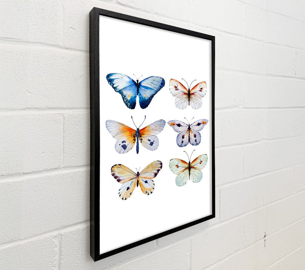 Butterfly Breeds