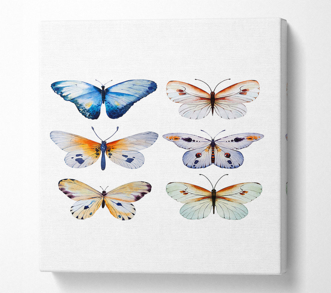  A Canvas Print of Butterfly Breeds Canvas Art