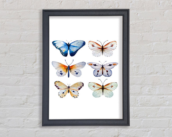 Butterfly Breeds Framed Print