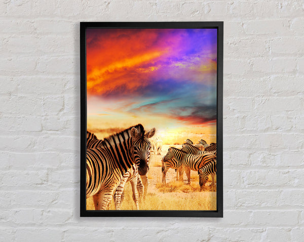Stunning Zebra Skies Framed Print