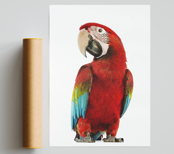 Blue Macaw Parrot Poster