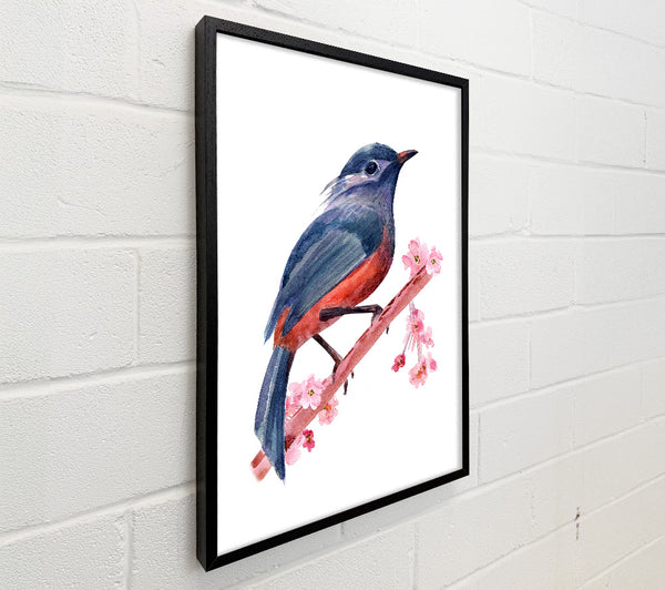 Chaffinch Bird Cherry Blossom