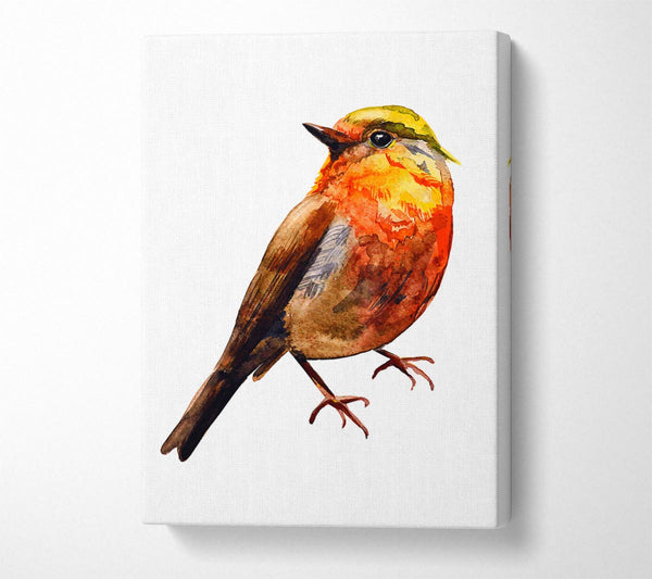  A Canvas Print of Robin Red Breast Canvas Print