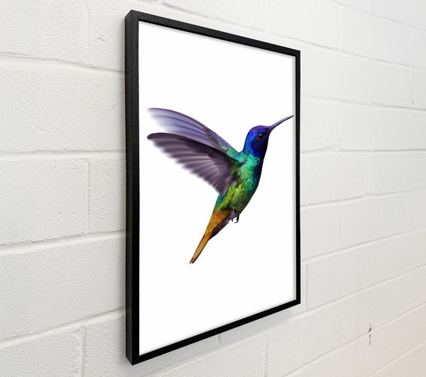 Hummingbird Colours