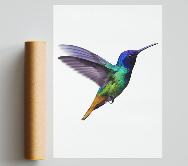 Hummingbird Colours Giclee Print