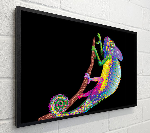 Chameleon Rainbow