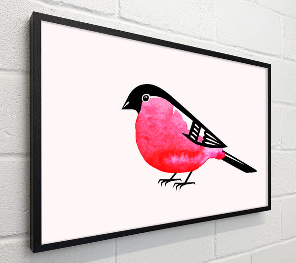 Pink Robin Breast