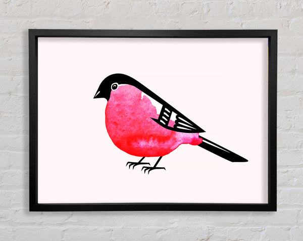 Pink Robin Breast Framed Print