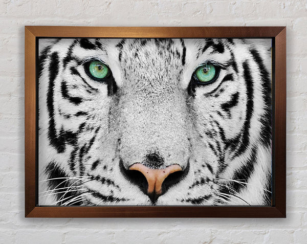 Green Eyed White Tiger Framed Print